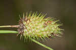 Cattail sedge